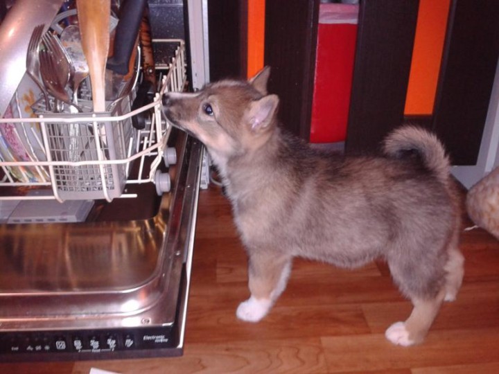 через две недели нахождения в квартире мы пытаемся помогать по хозяйству