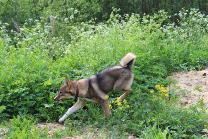 4,5 месяца... бегаем....