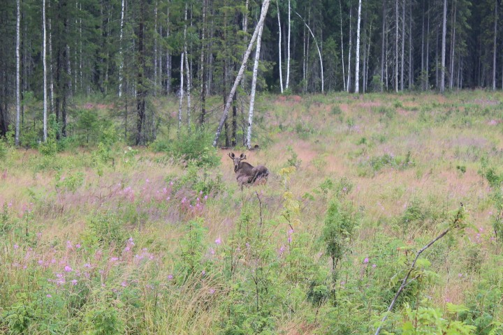 IMG_0031.JPG