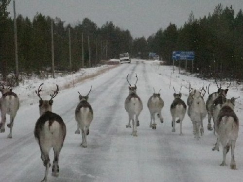 РѕР»РµРЅРё.jpg