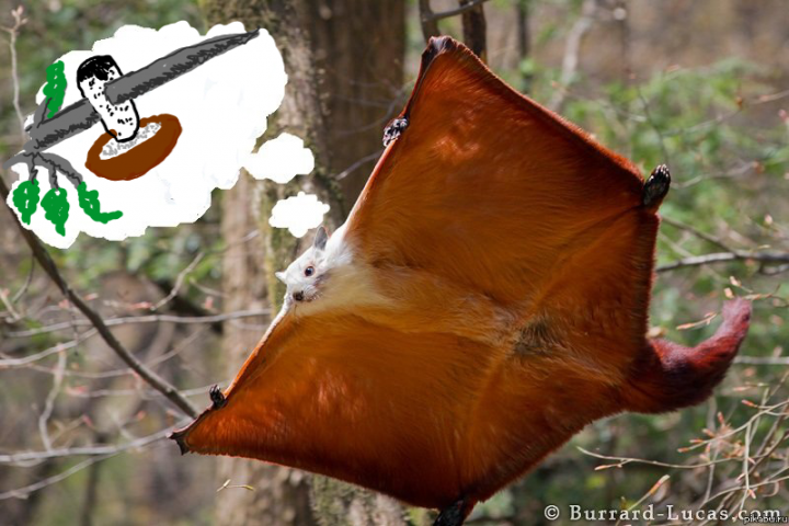 Грибная белка.png