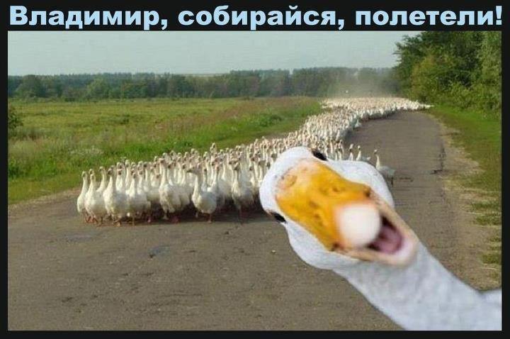 гуси.jpg
