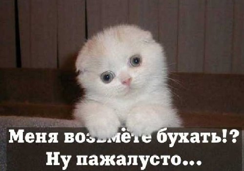kotik.jpg