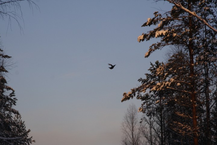 он же, но в другом ракурсе