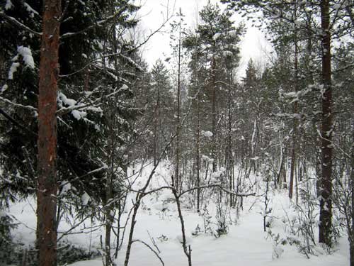 IMG_2939.jpg