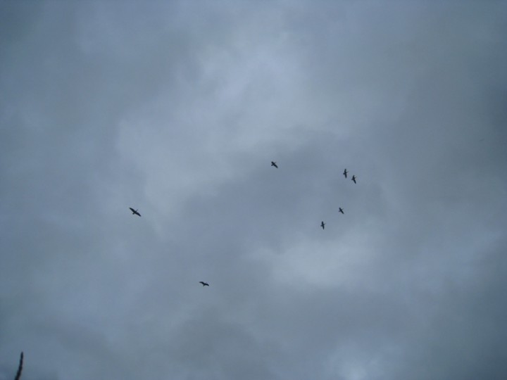IMG_6631.JPG